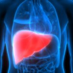 Liver