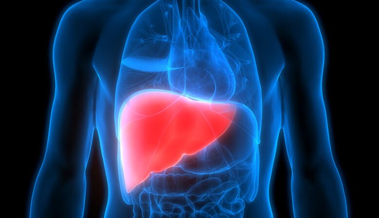 Liver