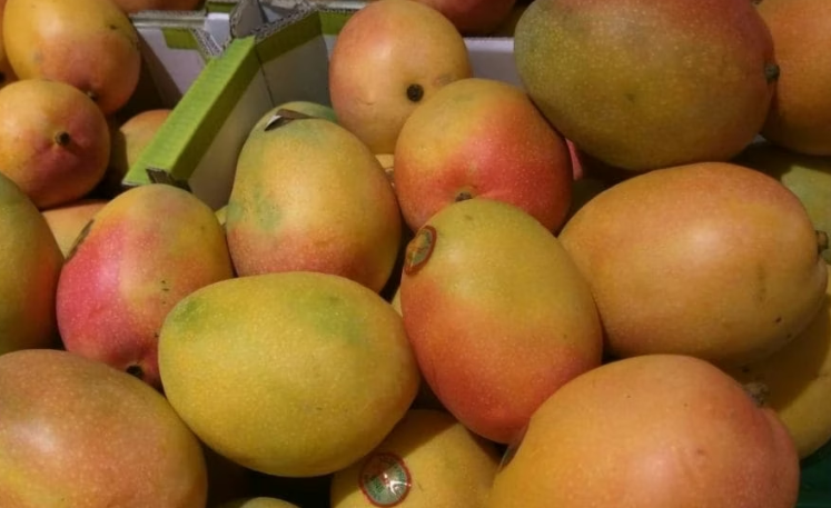 Mango